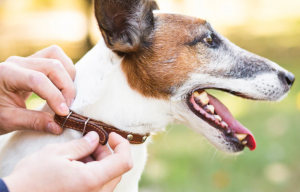 Как подобрать эффективный ошейник от клещей для собак?